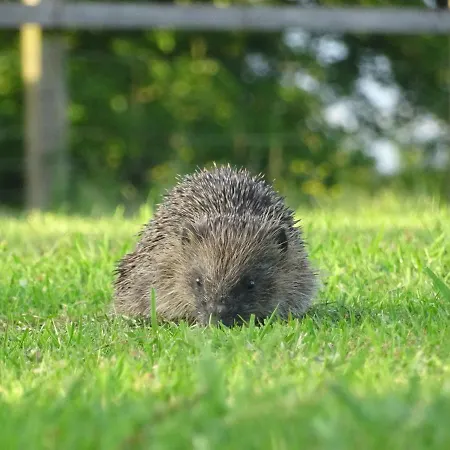 Ferienhaus Garden House At The Red House Estate York